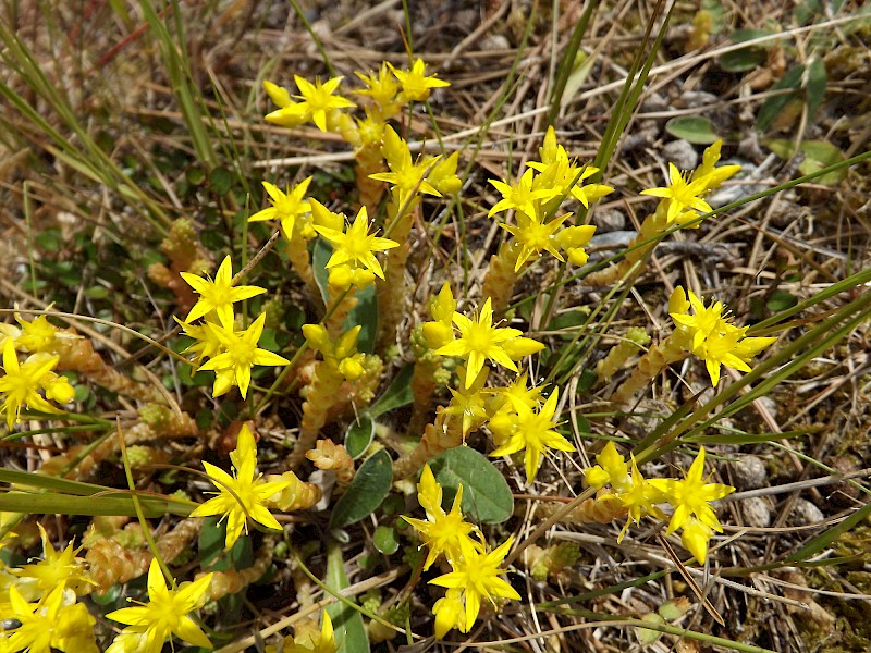 Sedum acre