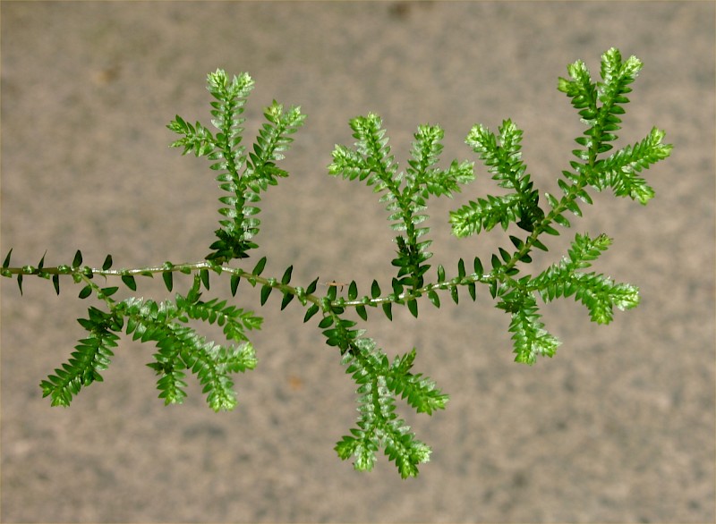 Selaginella kraussiana