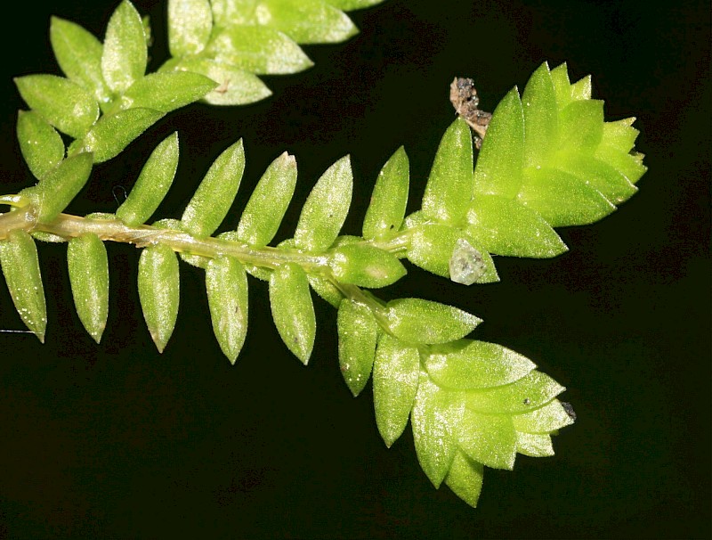 Selaginella kraussiana