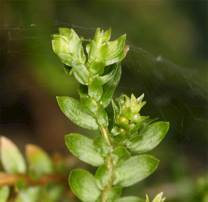 Selaginella kraussiana