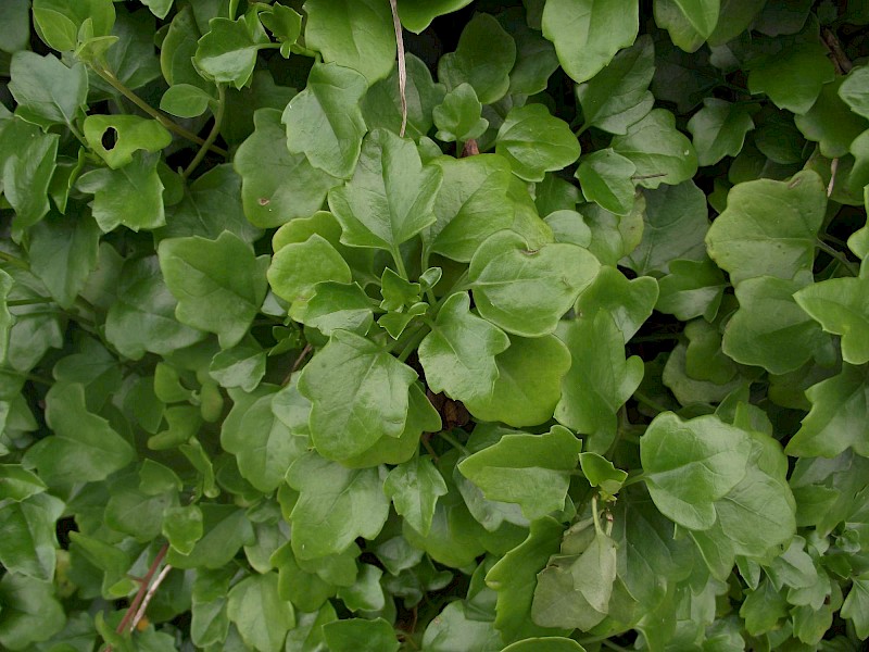 Senecio angulatus