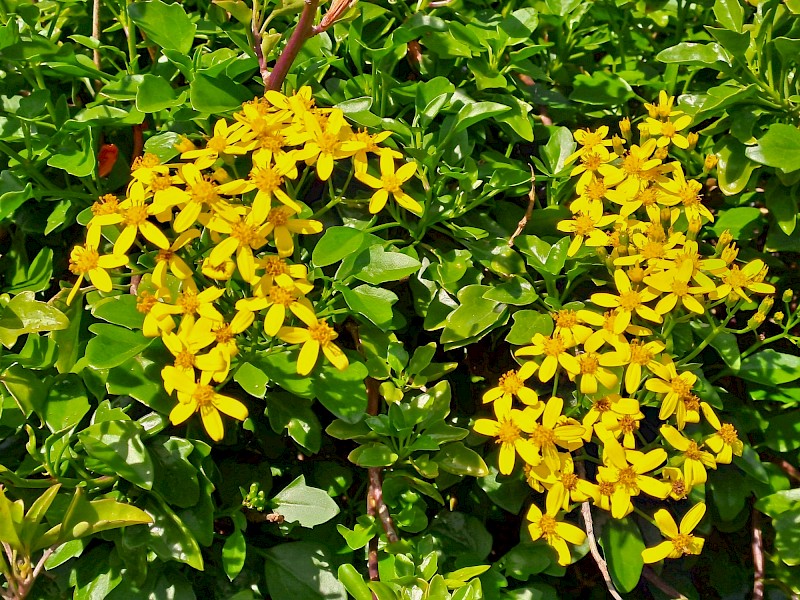 Senecio angulatus