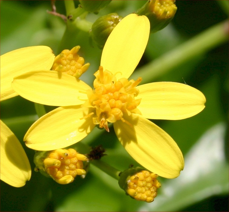 Senecio angulatus
