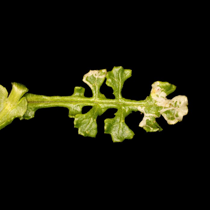 Senecio elegans