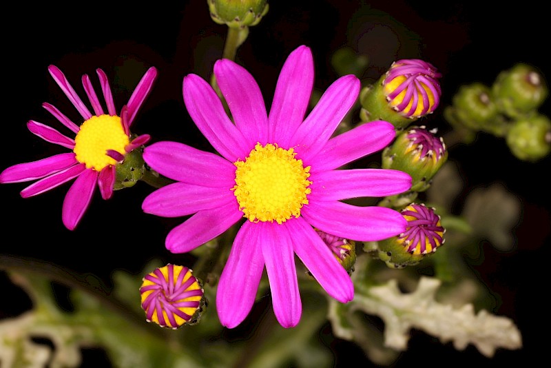 Senecio elegans