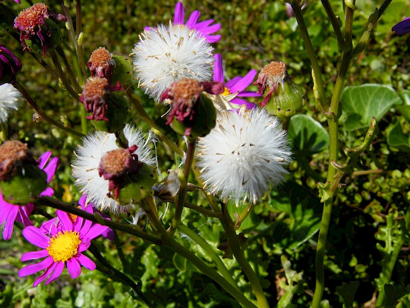 Senecio elegans