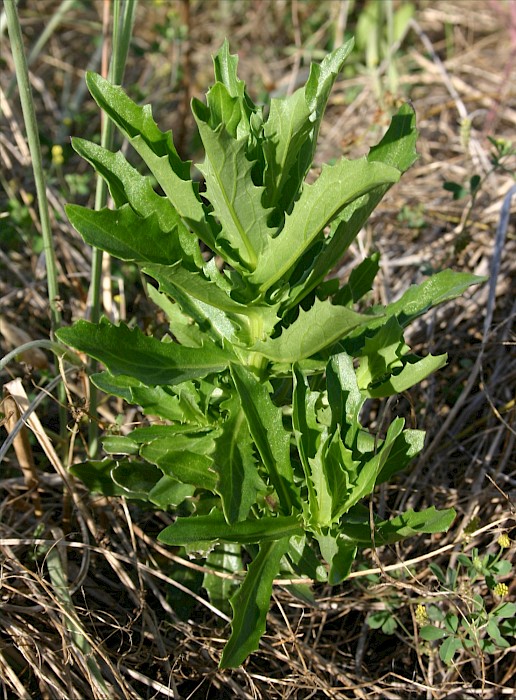 Senecio glastifolius
