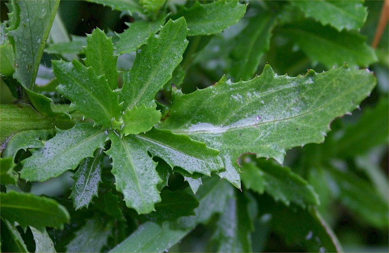 Senecio glastifolius