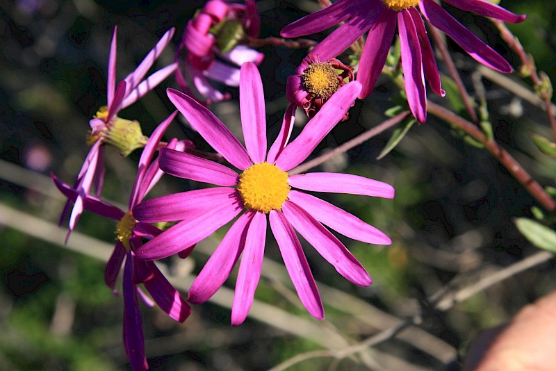 Senecio glastifolius