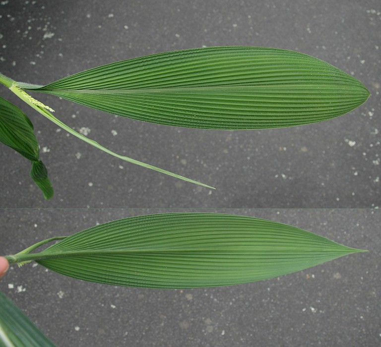 Setaria palmifolia