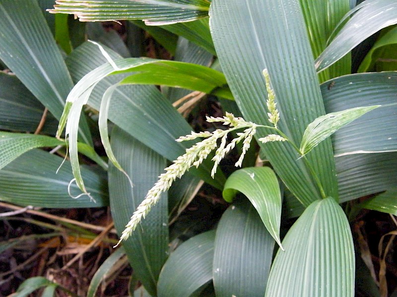 Setaria palmifolia