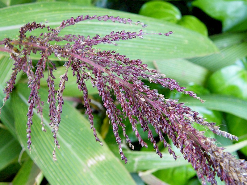 Setaria palmifolia