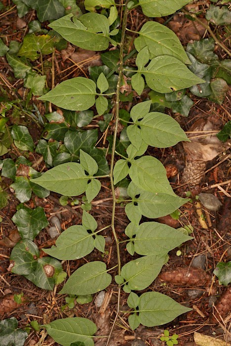 Solanum dulcamara