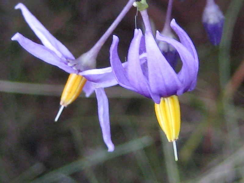 Solanum dulcamara