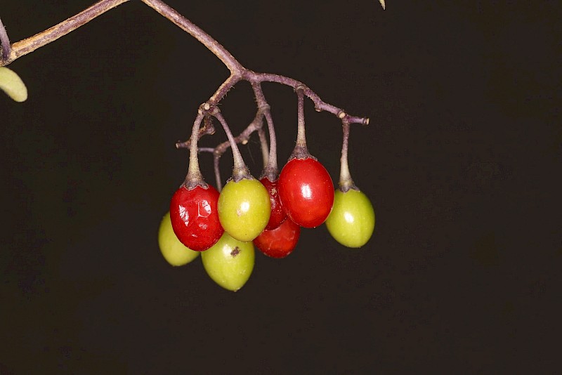 Solanum dulcamara
