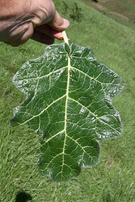 Solanum marginatum