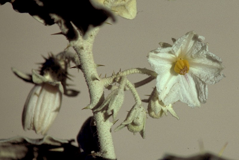 Solanum marginatum