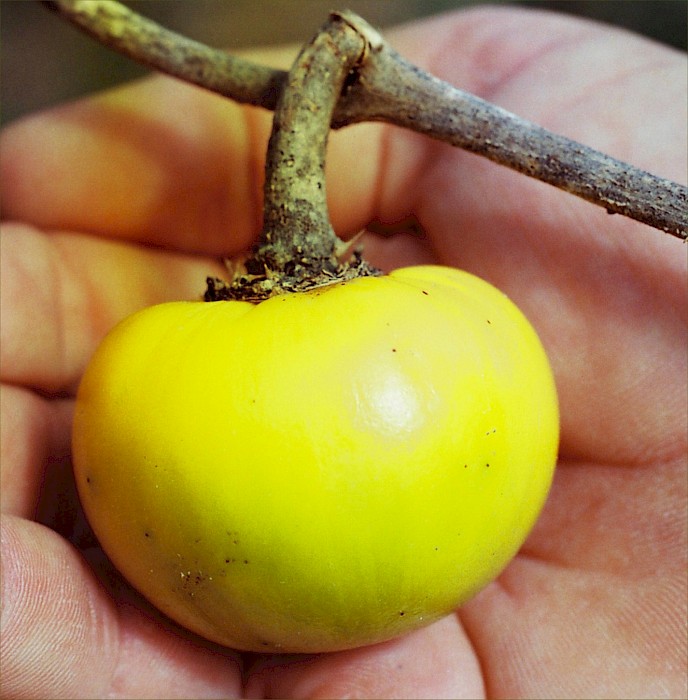 Solanum marginatum