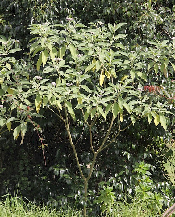 Solanum mauritianum