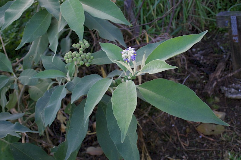 Solanum mauritianum