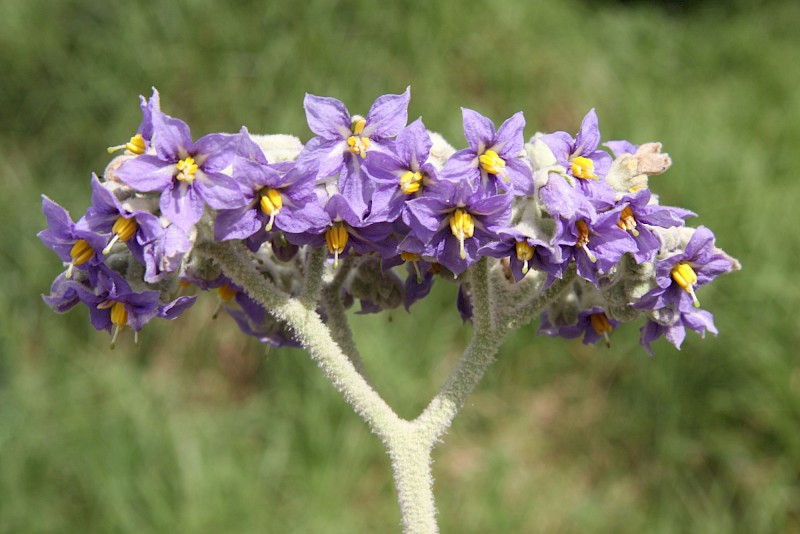 Solanum mauritianum