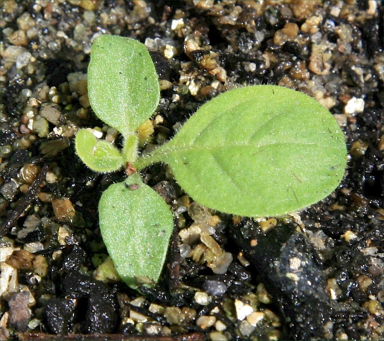 Solanum mauritianum