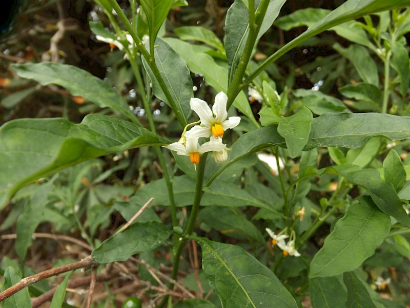 Solanum pseudocapsicum
