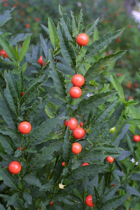 Solanum pseudocapsicum