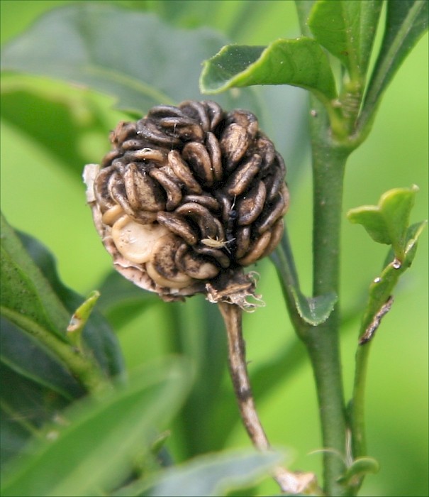 Solanum pseudocapsicum