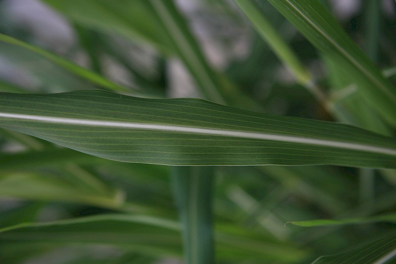Sorghum halepense