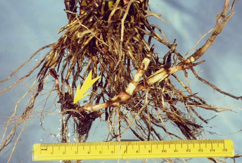 Sorghum halepense