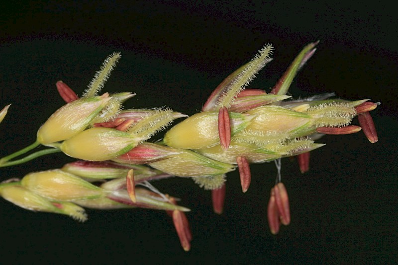 Sorghum halepense