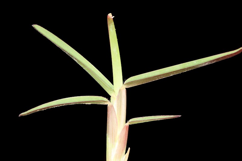 Stenotaphrum secundatum