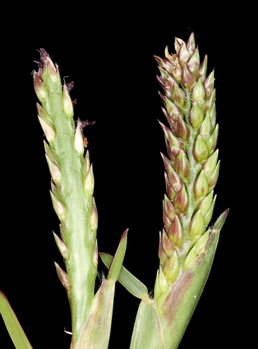 Stenotaphrum secundatum