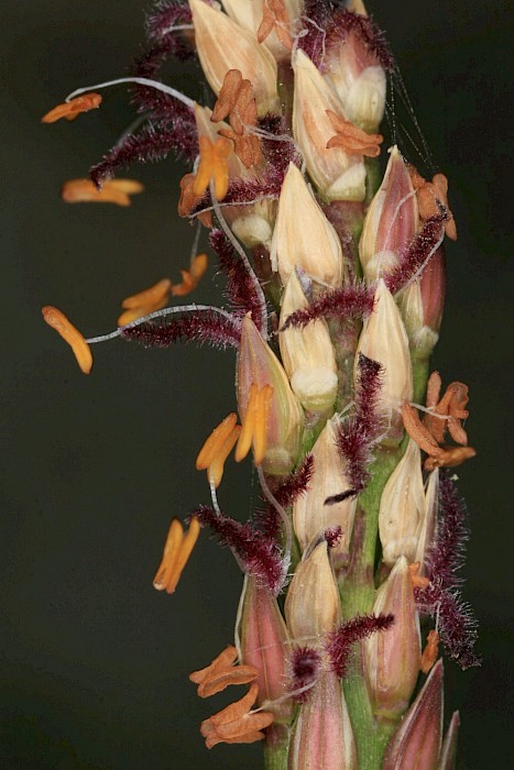 Stenotaphrum secundatum