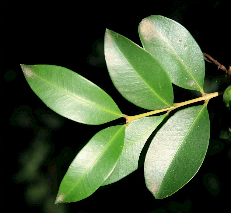 Syzygium australe