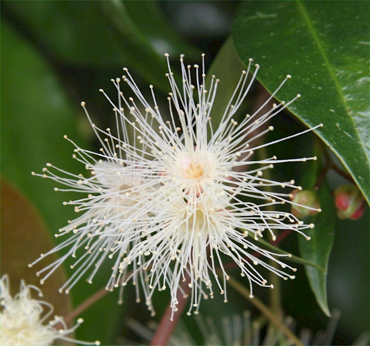 Syzygium australe