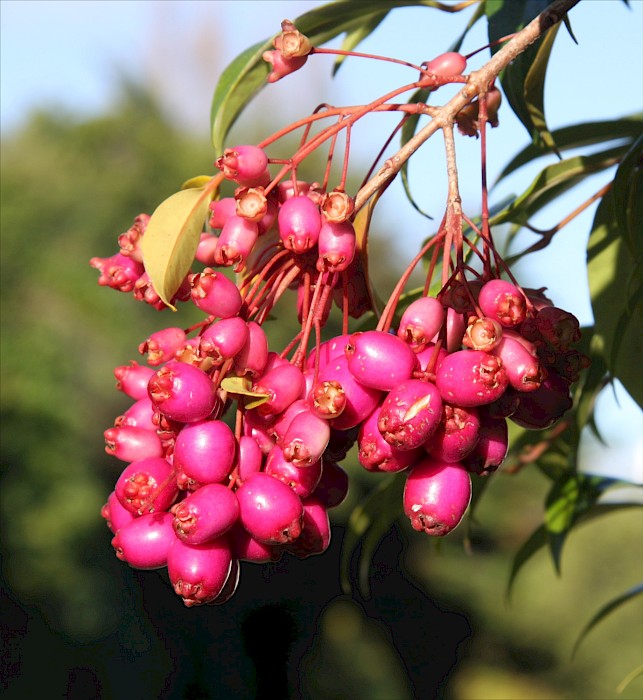 Syzygium australe