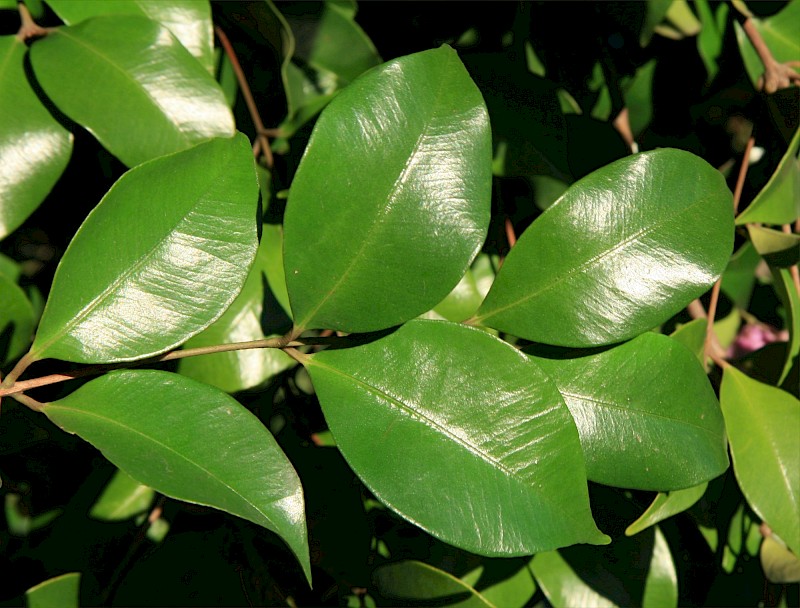 Syzygium smithii