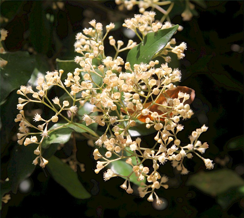 Syzygium smithii