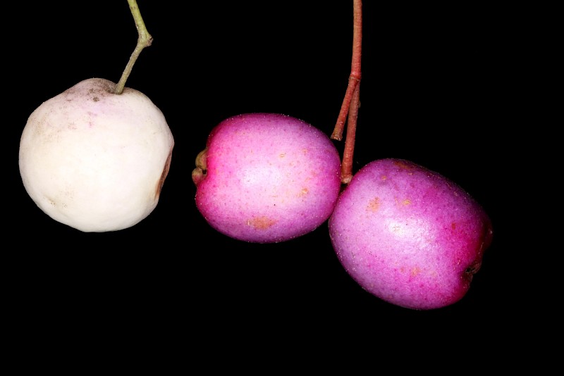 Syzygium smithii