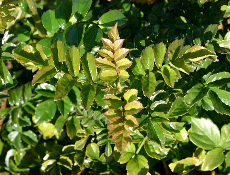 Tecomaria capensis