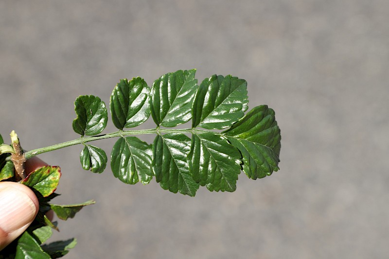 Tecomaria capensis