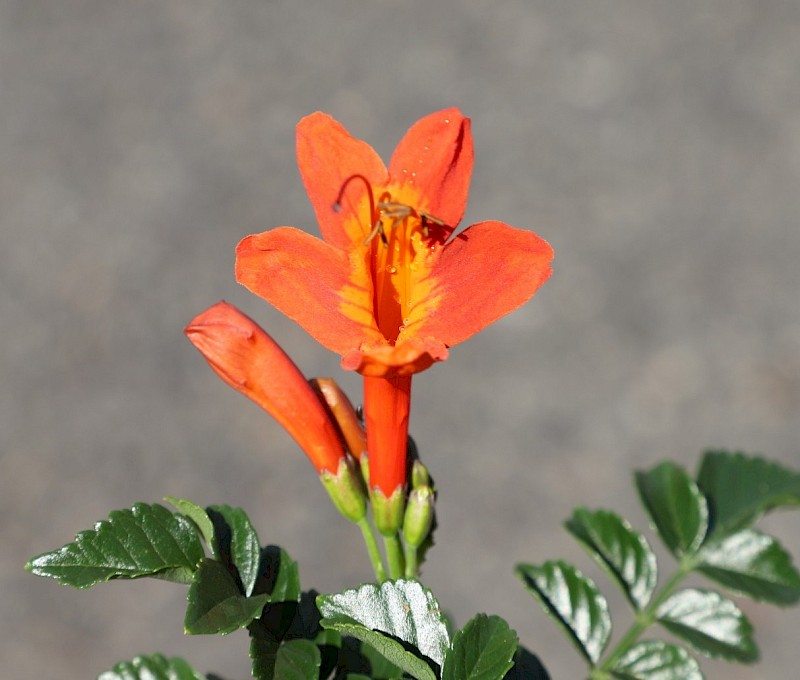 Tecomaria capensis