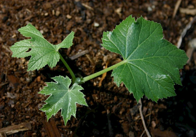 Tetrapanax papyrifer