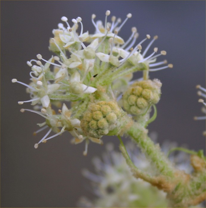 Tetrapanax papyrifer