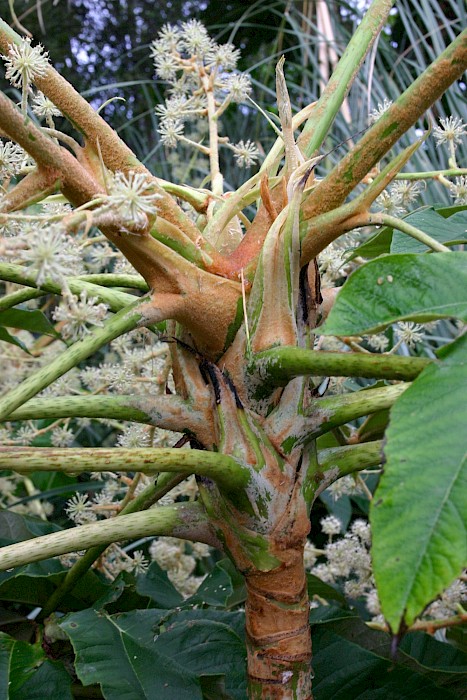 Tetrapanax papyrifer