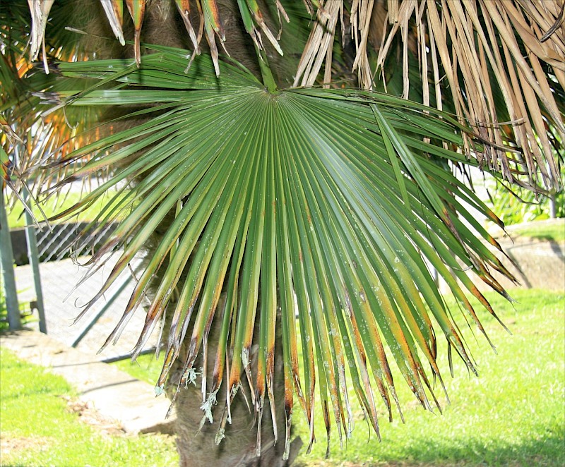 Trachycarpus fortunei