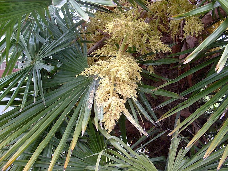 Trachycarpus fortunei