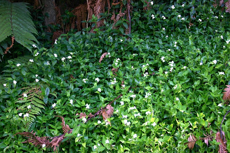 Tradescantia fluminensis